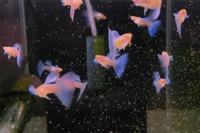 孔雀鱼越养颜色越淡的原因,可能是水温太低或水质太差等