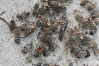 蜜蜂越冬死亡的原因,越冬是蜜蜂生存最大的考验