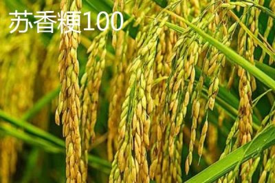 适合江苏种植的高产水稻品种，了解这7种
