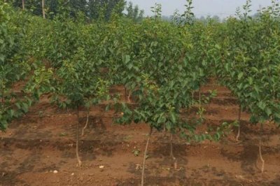 杏树苗的价格,实际售价和幼苗规格、生产地区等条件有关