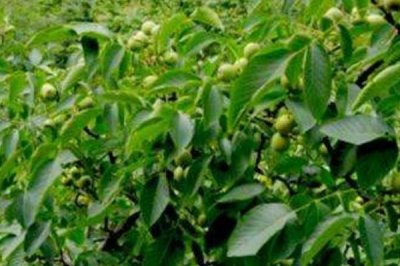 春季核桃种植注意事项,在春季未萌芽之前要及时浇水一次