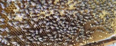 四川中蜂何时秋繁,秋繁时间集中在流蜜期