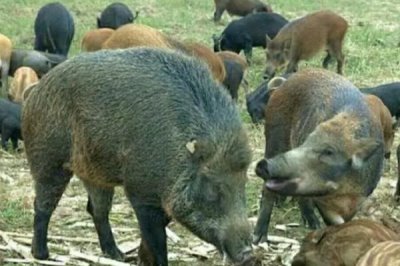 野猪的养殖方法,根据养殖场的规模来决定购买数量