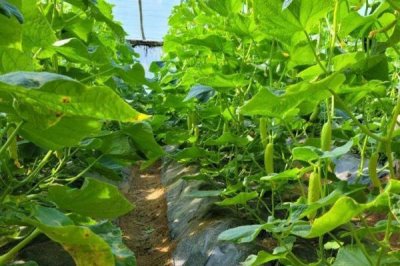 黄瓜靶斑病的防治方法,发病前需注意科学浇水