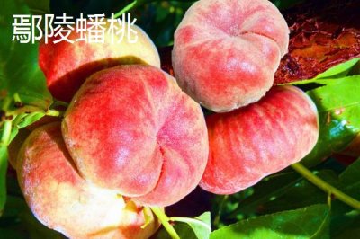 蟠桃和油蟠桃的区别,油蟠桃果皮光滑容易清洗