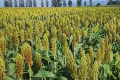 高粱常见的病害,不同病害的防治方法不同