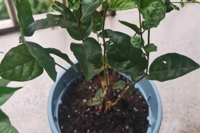 茉莉枝条怎么扦插，斜切枝条再插入土壤中可增加吸水面积