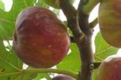 12月份上市的时令水果有哪些,这六种很常见