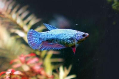 斗鱼小鱼怎么养,小斗鱼需要一天喂2-3次