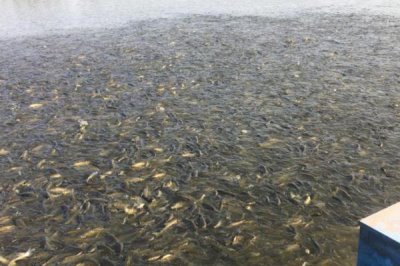 2-3厘米的草鱼苗吃什么,浮游类生物和小型水生动物是不错的选择