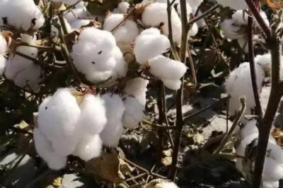 冀杂269棉花种简介，二代棉铃虫一般不需化学防治