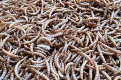 阳光对黄粉虫有什么影响,被强光照射后寿命会缩短