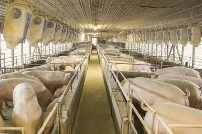 猪的食欲不好如何解决,需根据病因选择治疗方法