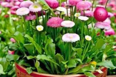 可以用细沙养花吗，细沙养花好处多多