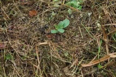 杂草沤肥的方法，把杂草放入加水的桶里即可