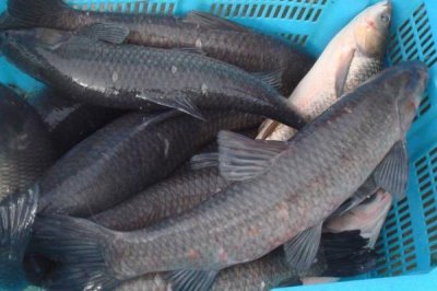 青鱼的钓法,最佳时间是每年4-6月和8-11月