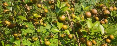 油茶的品种,有普通油茶、越南油茶,小果油茶等