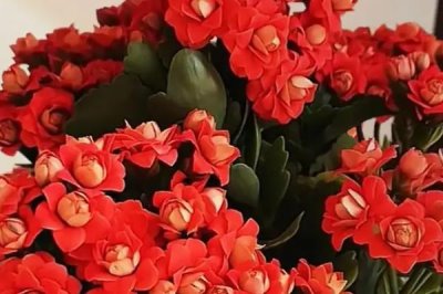 长寿花叶子上有黑斑是什么病,是黑斑病