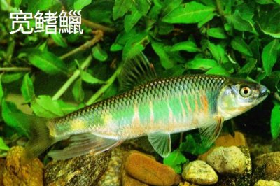 宽鳍鱲和马口鱼有什么区别，宽鳍鱲的胸鳍有黑色斑点