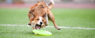 狗狗倒吸气是怎么回事,可能是异物刺激或者气味刺激导致的