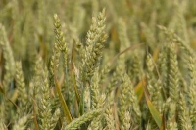 小麦贪青晚熟会不会高产,这种现象会降低小麦产量