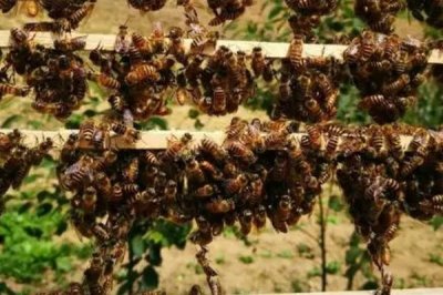 合并蜂群围王怎么办，要及时解救蜂王