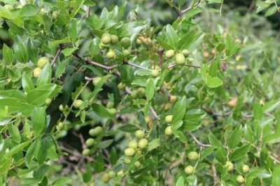 酸枣仁怎么种植,可采用嫁接的培育方式