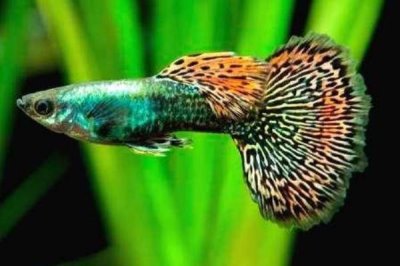 孔雀鱼的养殖方法,保持适宜的水温和PH值