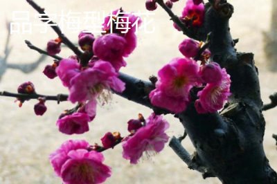 红梅的品种,品种较多各有特点