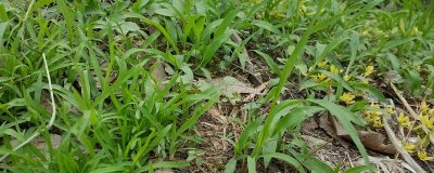 快速除草又省力省时的方式，可喷施药剂