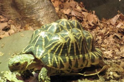 印度星斑陆龟好不好养,饲养难度较大