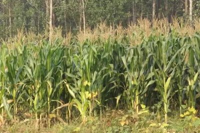 松玉304玉米种简介，中抗穗腐病