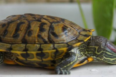 巴西龟害怕的表现,最明显的表现就是缩到龟壳中