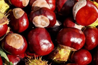 板栗与榛子的区别,科属、外形和味道均不同