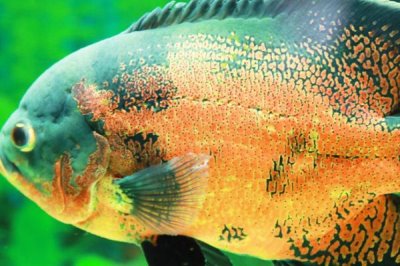 养地图鱼要不要放盐，是淡水鱼最好不要放盐