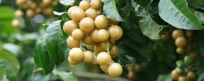 黄皮果根腐病如何防治,通常集中在多雨的夏季