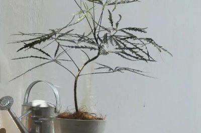 怎么养孔雀木，适宜的生长温度为18-28度