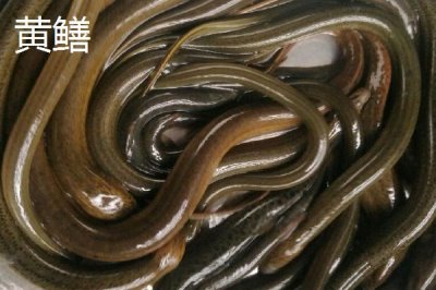 黄鳝和泥鳅的区别，科属、形态均不同