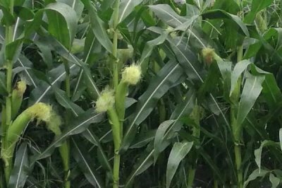 锐玉106玉米种子特点,适宜播期6月上中旬