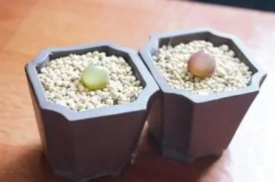 多肉灯泡怎么栽培，喜欢凉爽干燥的环境