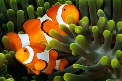 小丑鱼是什么鱼,是海葵鱼亚科鱼类的俗称