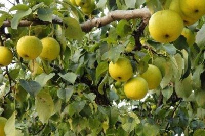 梨在我国的种植历史有多少年，至少有3000年以上的栽培历史