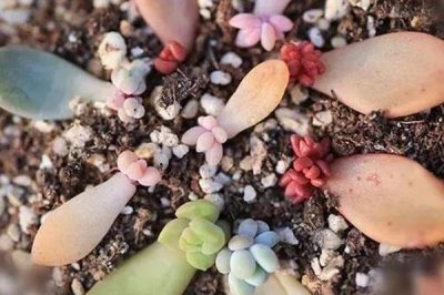 马库斯多肉的养殖方法,每个月浇水3-4次