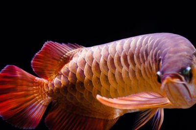 龙鱼发色技巧,以下3种方法可以尝试