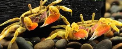 观赏螃蟹吃什么,鱼虾、红虫、螺蛳、浮萍等都可以吃