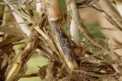 小麦全蚀病的症状和防治方法,分蘖期发病会导致茎部变黑