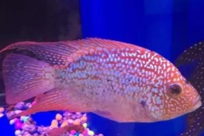 蓝色德萨斯罗汉鱼好不好养,容易饲养但不能和其它品种混养