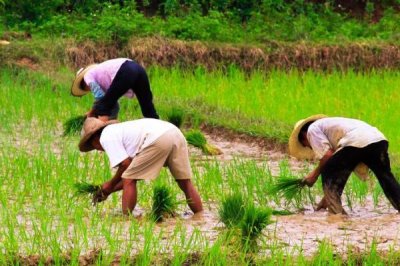 为何既要鼓励农民种地又要控制粮食价格，需通过调控价格确保人民有能力购买