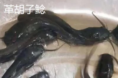 鲶鱼喜欢吃的食物是什么，喜欢吃小型鱼类、虾类、软体动物、水生昆虫等食物