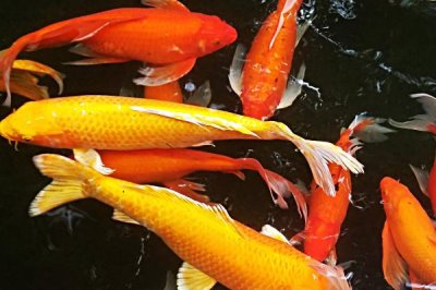 1.5米的鱼缸适合养什么鱼,可饲养锦鲤、招财鱼、鹦鹉鱼等品种